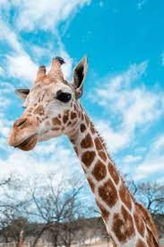 We did not find results for: 500 Giraffe Pictures Hd Download Free Images On Unsplash