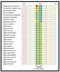 Image result for Pellaea angulosa