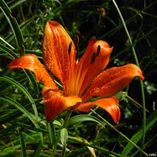 Nuovi fiori sono stati aggiunti: 20 Piante Che Potreste Incontrare Lungo Una Strada Di Campagna Blog Di Matematica E Scienze