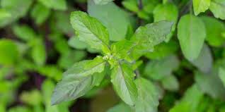 And viewing on the phone. 7 Manfaat Daun Ruku Ruku Atau Holy Basil Untuk Kesehatan