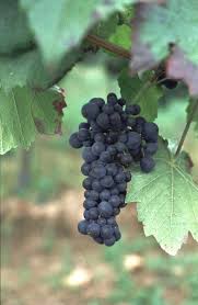 Image result for Pseudopeziza tracheiphila