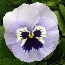 Heat Elite Porcelain Blue Shades Pansy Pansies Flowers Annual Flowers Pansies