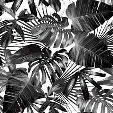 Pin amazing png images that you like. Black And White Tropical Wallpapers Top Free Black And White Tropical Backgrounds Wallpaperaccess