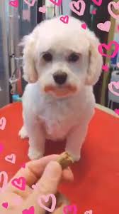 Chloe Cookie-Cruncher 🎶