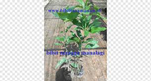 Fruit, flowering, shade, berry plants & shrubs. Mangifera Indica Fruit Tree Benih Crop Tree Retail Wholesale Distribution Png Pngwing