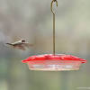 Placing hummingbird feeders at your home can help you to get the attention from hummingbirds and they will visit your house. 1