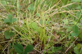 Image result for Isolepis setacea