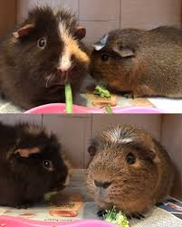 Can Guinea Pigs Eat Spinach Raw Cooked Safe Dose How Much