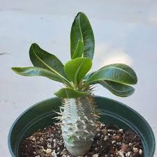 Image result for Pachypodium saundersii