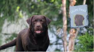 The most common chocolate lab puppy material is ceramic. Rustic Ridge Labradors Home