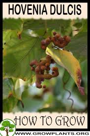 Image result for Hovenia