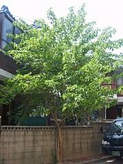 Image result for Morus mesozygia