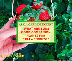 Black Gold What Are Some Good Companion Plants For Strawberries