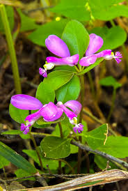 Image result for Polygala filicaulis