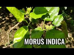 Image result for Morus indica