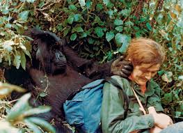 Gorillas in the Mist | book by Fossey | Britannica