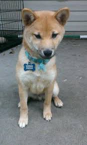 The data on the price of shiba inu (shib) and other related information presented on this website is obtained automatically from open sources therefore we cannot warrant its accuracy. Red Shiba Inu Pup For Sale In Jacksonville Florida Classified Americanlisted Com