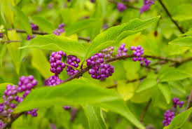 Ces cinq arbustes qui accueillent les oiseaux. Des Arbustes A Baies Pour Colorer L Hiver Mon Jardin D Idees