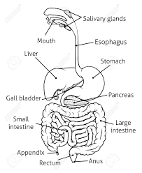 Simple Digestive System Diagram Koibana Info Digestive System Diagram Human Digestive System Digestive System For Kids
