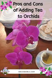 Pin On Orchid Floral Arrangements