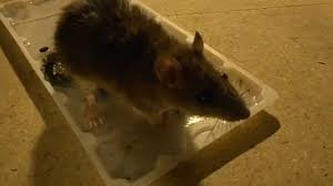 When mice are baited to the sticky trap, they are immobilized by an adhesive surface. Duct Tape Mouse Trap 5 Steps With Pictures Instructables
