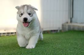 Beautiful white siberian husky dog. When Do Husky Puppies Open Their Eyes Ears Timeline