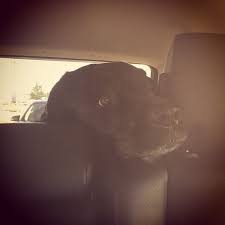 Dogs love to enjoy a fun day at holiday barn. Holiday Barn Pet Resort Glen Allen Va
