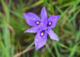 Image result for Moraea natalensis