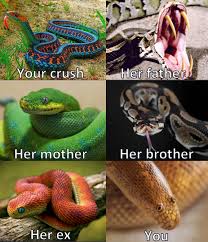 We Are All Arabian Sand Boa Aka Derpy Snake Memes Really Funny Memes Funny Relatable Memes Stupid Funny Memes