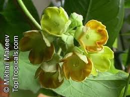 Image result for Telosma