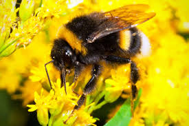 Take a brown paper bag, fill it with air, and twist off the top to make it resemble a bee or wasp nest. Bumble Bees How To Get Rid Of Bumble Bees Naturally