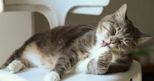 Some common hairball symptoms include hacking, gagging, and retching. Hairballs In Cats Prevention And Treatment Firstvet