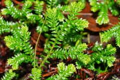 Image result for Selaginella chevalieri