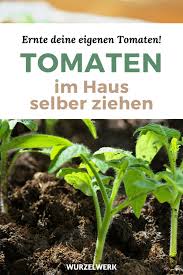 Super Vitale Tomaten Vorziehen Tomaten Anzucht Im Haus Wurzelwerk Tomaten Zuchten Tomaten Garten Tomatenanbau