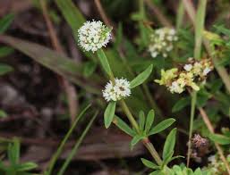 Image result for Spermacoce verticillata