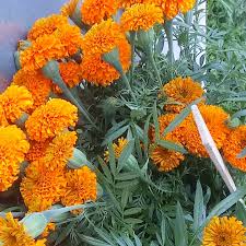 Click here to order flowers for any occasion! Flowers By Bauers Home Facebook
