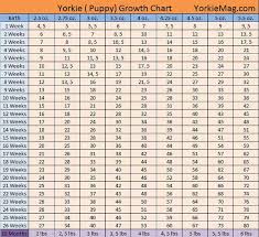 Yorkie Growth Chart Puppy Growth Chart Yorkie Puppy Yorkie