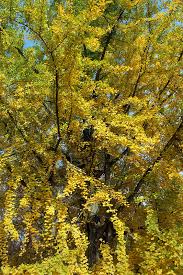 Because it's the only surviving member of an ancient order of plants, it. Ginkgo Biloba An Ancient Species In A Modern World Tyler Arboretum