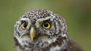 Diferencia Entre Lechuza Y Buho Tecolote moteado mexicano (strix occidentalis lucida) tecolote es el nombre común en méxico, el salvador, guatemala y honduras de varias aves de la familia. diferencia entre lechuza y buho
