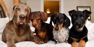 To us at little paws pet boutique pets are part of the family and spoiling them is part of the fun. How Pet Influencers Make Money On Instagram According To An Agent Vox