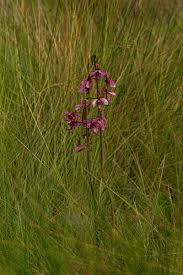 Image result for Eulophia tricristata