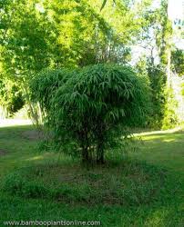 Image result for Bambusa vulgaris