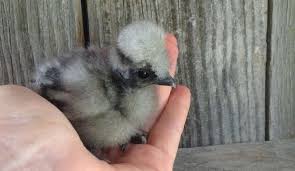 Chickens take dust baths for the same reasons humans bathe…well, for some of the same reasons. How To Handle And Hold Baby Chicks Cluckin