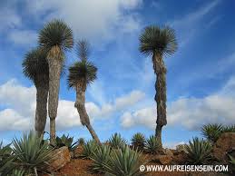 Er befindet sich in ses salines am ortsausgang in richtung von es llombards und santanyi. Botanischer Garten Botanicactus Ses Salines Auf Reisen Sein