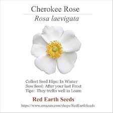 Image result for Rosa laevigata