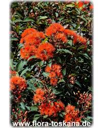 Image result for Eucalyptus ficifolia