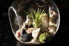 Tillandsia Or Air Plant Terrarium I Made For My Grandparents For Christmas These Are So Fun To Make Click On The L Air Plant Terrarium Air Plants Terrarium