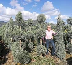 Image result for Cupressus arizonica