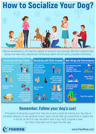 Once your puppy has completed her vaccinations, she's generally safe to head. How To Socialize Your Dog