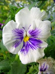 Image result for Viola x wittrockiana `Hiemalis`